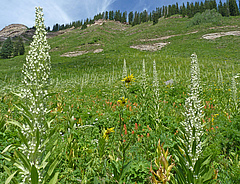 Flowering of <em>Frasera speciosa</em> at the Pass Creek Trail, Colorado (Picture: Al Schneider, http://www.swcoloradowildflowers.com)