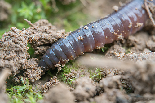 Earthworms foster many ecosystem services important to people.&nbsp; (Picture: Valentin Gutekunst)