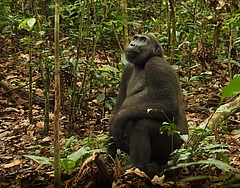 Ein Westlicher Flachlandgorilla im Regenwald der Republik Kongo. In einer Studie haben Wissenschaftler &uuml;ber ein Jahrzehnt hinweg im Westlichen &Auml;quatorialafrika Menschenaffen erforscht: den Westlichen Flachlandgorilla (<em>Gorilla gorilla gorilla</em>) und den Zentralafrikanischen Schimpansen (<em>Pan troglodytes troglodytes</em>). Ihre Ergebnisse zeigen, dass es mehr Individuen gibt als bisher gedacht. (Bild: Forrest Hogg/WCS)