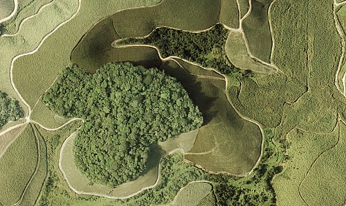 Aerial photo of a forest patch in the Brazilian Atlantic rainforest surrounded by sugar cane. (Picture: Mateus Dantas de Paula)