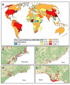 Prognostizierte direkten Auswirkungen des St&auml;dtewachstums auf Lebensr&auml;ume (2000-2030). (Bild: Nature Sustainability)