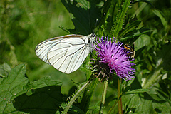 Der Baumwei&szlig;ling (Aporia crataegi) ist ein weitverbreiteter Schmetterling, der hinsichtlich seines Lebensraumes sehr variabel ist. Er geh&ouml;rt zu den wenigen Tagfalterarten, die von den Natura 2000-Schutzgebieten profitieren. (Bild: Martin Musche)