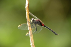 The damselfly (<em>Leucorrhinia dubia</em>) is a dragonfly species typical of raised bogs and thus both a habitat specialist and adapted to cooler temperatures. Its constant declining trend is related both to the destruction of bog habitats and to the increasing dryness and warmth caused by global warming. (Picture: C. Hof/TUM)