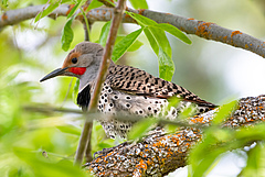 The bird with the highest climate coupling was the northern flicker (<em>Colaptes auratus</em>). (Picture: Adobe Stock)