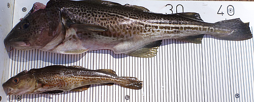 These two individuals of cod are both mature, yet they substantially differ in size (photo: Jan Dierking).