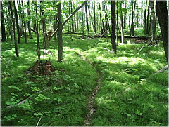 Grass understory in invaded forest (photo: Scott L Loss).