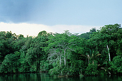 Data for the new study were collected at Barro Colorado Island in Panama. Photo: Christian Ziegler
