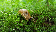 Die Spanische Wegschnecke (<em>Arion vulgaris</em>) transportiert Milben in ihrem Darm. (Bild: Manfred Türke)