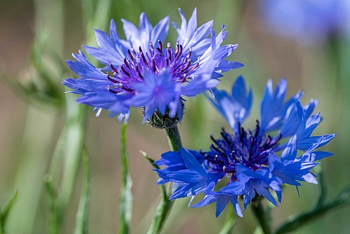 The cornflower or bachelor's button (<em>Centaurea cyanus</em>) has been among the &ldquo;losers&rdquo;; its population has declined considerably over the past 100 years. (Picture: A. Künzelmann/UFZ)