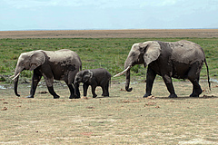 Der Afrikanische Elefant ist das größte Tier an Land, jedoch nicht das schnellste. (Bild: Bernd Adam)