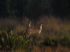 The spotted deer or chital (Axis axis) is listed as least concerned. However, in some regions populations are declining and long-term conservation will depend on protected areas. (Picture: Shawan Chowdhury)