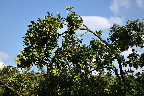 Overhanging branch of pedunculate oak due to the 2018 hotter drought. (Picture: Rolf A. Engelmann)