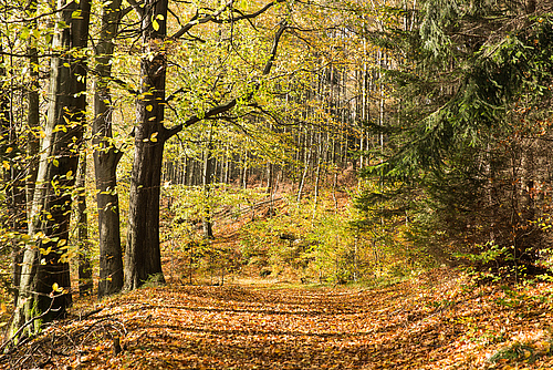 Biodiverse autmn forest with Norway spruce, beech and birch trees. (Picture: Christian Hueller)