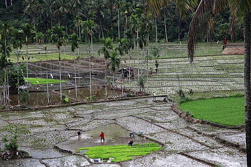 Rice field in Sumatra. (Picture: Nico Boersen, Pixabay)