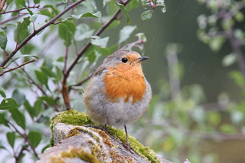 Also the robin <em>(Erithacus rubecula)</em> contributes to this: According to the study, ten percent more bird species in the surrounding area increase the feeling of happiness as much as a comparable increase in income. (Picture: Senckenberg)