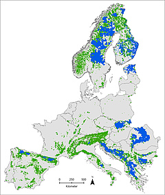 Die Europakarte zeigt Gebiete, in denen aktuell Braunb&auml;ren leben (blau), Gebiete, die als Lebensraum f&uuml;r B&auml;ren geeignet w&auml;ren, jedoch derzeit nicht besiedelt sind (gr&uuml;n), sowie als B&auml;ren-Lebensraum ungeeignete Gebiete (grau). Mehrere der geeigneten Lebensr&auml;ume sind geografisch isoliert, so dass dort eine nat&uuml;rliche R&uuml;ckkehr des B&auml;ren unwahrscheinlich ist. (Bild: Anne K. Scharf und Néstor Fernández)