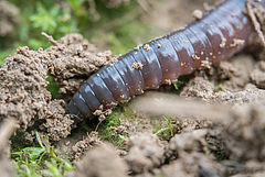 Earthworms are the architects of the soil. They mix the soil layers, form a network of burrows essential for soil water, air and nutrient dynamics, and decompose dead material. (Picture: Valentin Gutekunst)