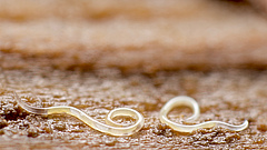 Die mikroskopisch kleinen Fadenw&uuml;rmer (Nematoden) kommen fast &uuml;berall auf der Welt im Boden vor.&nbsp; (Bild: Andy Murray)