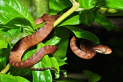 The Brown tree snake<em> (Boiga irregularis)</em> has been introduced accidentally via commodity transportation to several islands globally. It threatens native species by predation and is responsible for several local extinctions of species in its invaded range. (Picture: Pavel Kirillov, CC BY-SA 4.0)