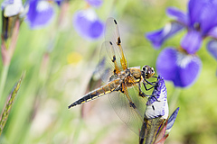 Dragonflies are one of the species groups studied in the sMon project. The photo shows the four-spotted chaser, Libellula quadrimaculata. (Picture: Yuanyuan Huang)