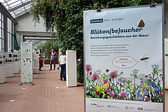 In der neu er&ouml;ffneten Ausstellung zeigen junge Wissenschaftler und K&uuml;nstler aus Leipzig, dass es bei Best&auml;ubernetzwerken um mehr geht als nur die Geschichte von Biene und Bl&uuml;te.&nbsp; (Bild: iDiv / G. Rada)