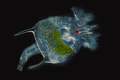 Auch bei den R&auml;dertierchen haben die Wissenschaftler die Anzahl der Arten ausgewertet. Hier ist die Art <em>Brachionus quadridentatus</em> unter dem Mikroskop zu sehen. (Bild: Frank Fox, Wikimedia Commons (CC BY-SA 3.0 DE))