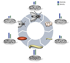 New review on gut bacterial communities of insects by Rebekka Sontowski and Nicole van Dam