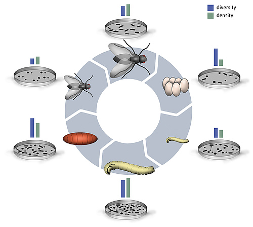 New review on gut bacterial communities of insects by Rebekka Sontowski and Nicole van Dam