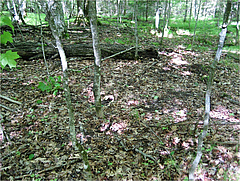 Poor understory in invaded forest (photo: Scott L Loss).
