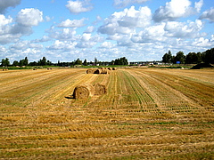 Getreidefeld in Estland. (Bild: Sebastian Lakner)