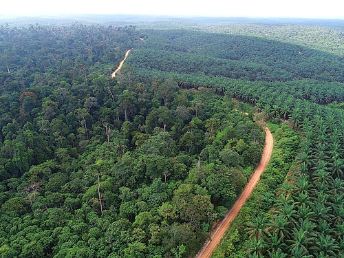 Rain forest (left) and oil palm plantation (right) (Picture: Ananggadipa Raswanto)