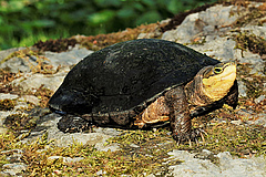 Zhou&rsquo;s Box Turtle (<em>Cuora zhoui</em>), IUCN Red List Status: Critically Endangered, probably extinct in the wild. Probably native to China, Viet Nam or Laos, this species is threatened by unsustainable harvesting in Asia for food and traditional medicines. It is only known from Chinese markets and captivity and was never found in the wild. (Picture: Christian Langner, International Centre for the Conservation of Turtles, Allwetterzoo, Münster, Germany)