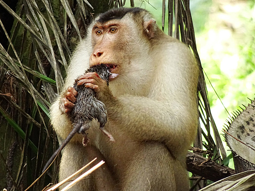 Adult male pig-tailed macaque consuming a rat at the oil palm plantations near Segari, Peninsular Malaysia. (Picture: Anna Holzner)