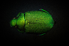 Shining leaf chafer beetle (<em>Chrysophora chrysoclora</em>). (Picture: Gustavo Francisco Morejón Jaramillo, Ecuador)