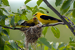 Golden oriole male and female (Oriolus oriolus) at their nest, Natural Park Persina, Nikopol, Bulgaria (Photo: Dietmar Nill / Wild Wonders of Europe / Rewilding Europe).