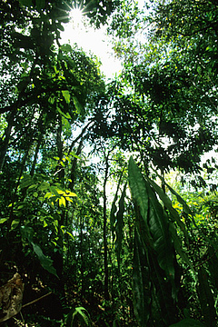 Trees in the canopy of a tropical forest follow different strategies. Photo: Christian Ziegler