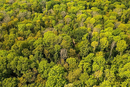 The drought of the last three years has favoured fungal diseases. In Leipzig's floodplain forests, ash and sycamore maple in particular are currently dying off. Even the English oak is already affected. (Picture: André Künzelmann/UFZ)