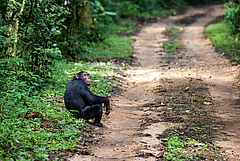 In Guinea k&ouml;nnten mehr als 23.000 Schimpansen direkt oder indirekt von Bergbauaktivit&auml;ten betroffen sein. (Bild: Rixie / Adobe Stock)
