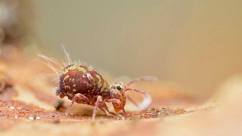 Some springtail species can endure antarctic cold down to -30&deg;C.&nbsp; (Picture: Andy Murray)