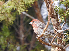 Climate decoupling could also be observed in the house finch (<em>Haemorhous mexicanus</em>). (Picture: Adobe Stock)