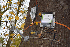 Sap flow measurement on a tree stem in the Leipzig floodplain forest. (Picture: Rolf A. Engelmann)
