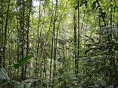 Relativ junger Sekund&auml;rwald in Costa Rica mit &auml;hnlich gro&szlig;en, schlanken St&auml;mmen und entsprechend geringer Strukturvielfalt. (Bild: Robin Chazdon)