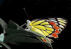 <em>Delias eucharis</em>, ein mittelgro&szlig;er Schmetterling, der in vielen Gebieten S&uuml;d- und S&uuml;dostasiens vorkommt, ist ein Beispiel f&uuml;r eine Insektenart, deren Verbreitungsgebiet von Schutzgebieten nur unzureichend abgedeckt ist. (Bild: Shawan Chowdhury)