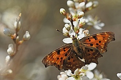 The southern comma (<em>Polygonia egea</em>) feeds on many different plants and is distributed in different climatic zones. Among all species studied, this one achieved the highest value for urban affinity. The southern comma should remain relatively unaffected by the current trend towards urbanisation. (Picture: Pixabay)