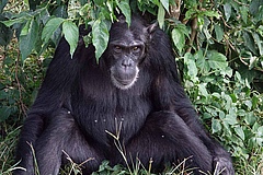 Da es fast keine Fossilien von Schimpansen gibt, sind die genetischen Informationen der heutigen Populationen entscheidend f&uuml;r die Beschreibung ihrer Entwicklungsgeschichte. (Bild: Pixabay)