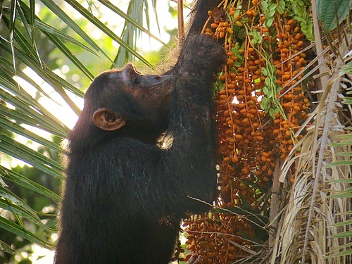 Chimpanzee (<em>Pan troglodytes</em>) feeding on a wild date palm (<em>Phoenix reclinata</em>). (Picture: M. McLennan / Bulindi Chimpanzee & Community Project)