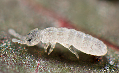 The smaller prey species, Proisotoma minuta. Springtails are tiny soil animals that use a tail-like appendage for jumping (Photo: Andy Murray).