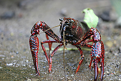 Der in Nordmexiko und im S&uuml;dosten der USA beheimatete Rote Amerikanische Sumpfkrebs (<em>Procambarus clarkii</em>) ist ein Beispiel f&uuml;r eine Art, die in den deutschen S&uuml;&szlig;gew&auml;ssern gedeiht und die Homogenisierung vorantreibt. (Bild: M. Murphy)