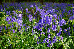 Der Bestand der einheimischen Zierpflanze Atlantische Glockenblume (<em>Hyacinthoides non-scripta</em>) hat im gleichen Zeitraum sogar um mehr als 1100 Prozent zugenommen.&nbsp; (Bild: Wikimedia Commons)