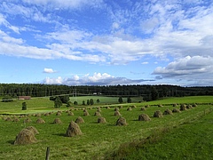 Die folgenden Fotos zeigen unterschiedliche Arten der agrarischen Landnutzung. Hier: Gr&uuml;nland bei Melleryd, Schweden. (Bild: Sebastian Lakner)